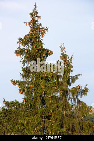 Cima di alberi di abete rosso con molti coni. Foto Stock