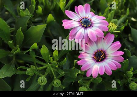 Sfondo di due margherite africane rosa e bianca. Foto Stock