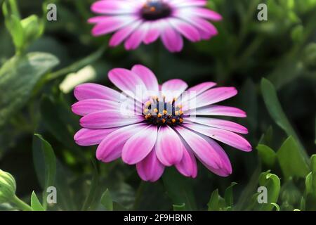 Sfondo di due margherite africane rosa e bianca. Foto Stock