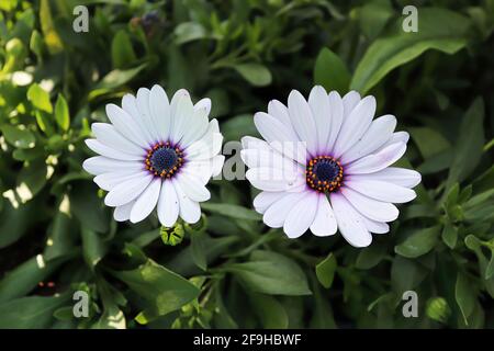 Sfondo di due margherite africane viola e bianche. Foto Stock