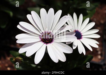 Sfondo di due margherite africane viola e bianche Foto Stock