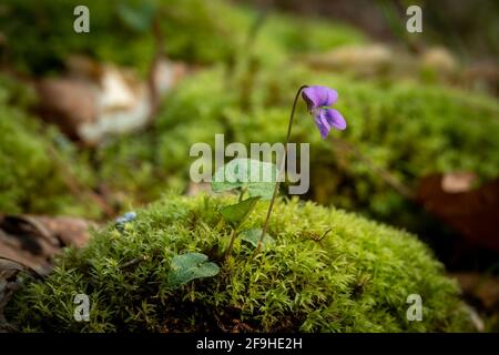 Viola blu comune (Viola sororia) su un cumulo di muschio. Raleigh, Carolina del Nord. Foto Stock
