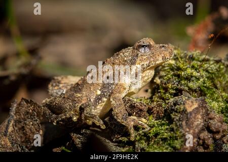 Vista del profilo di una rana di cricket settentrionale (Acris crepitans). Raleigh, Carolina del Nord. Foto Stock
