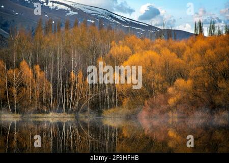 La foresta in autunno diventa giallo dorato riflesso in acqua, mattina foggy è bello, utilizzato come immagine di sfondo. , l'immagine sembra mysteri Foto Stock