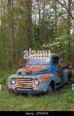 Abbandonato, arrugginito camion pick-up Ford blu in legno di fronte a dogwood fioritura vero Foto Stock