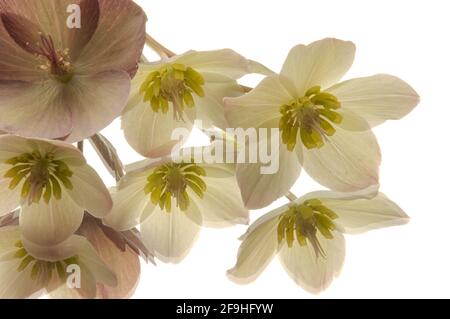 Foto in alto di rosa pallido di rose di lenten/ellefori/elleboro su uno specchio con sfondo bianco Foto Stock