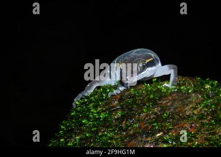 Un Goko indiano di Boulenger sdraiato su una roccia durante la notte ora Foto Stock