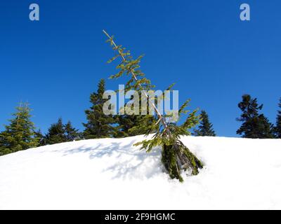 Vista sulle montagne della neve dalla pista di Shinhotaka nel parco montano della Prefettura di Gifu in primavera con la verde foresta di pini. Vicino a Takayama City, Giappone in Foto Stock
