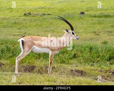Cratere di Ngorongoro, Tanzania, Africa - 1 marzo 2020: La gazzella di Grant riposa sulla savana Foto Stock