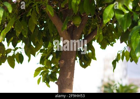 Un primo piano di un albero di un arancione Bitter Foto Stock