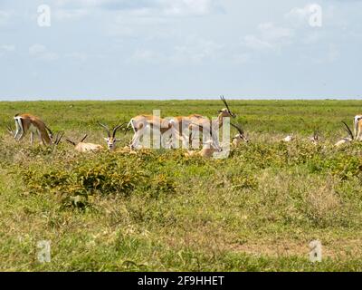 Parco Nazionale Serengeti, Tanzania, Africa - 1 marzo 2020: Thompson Gazelles riposa sulla savana Foto Stock