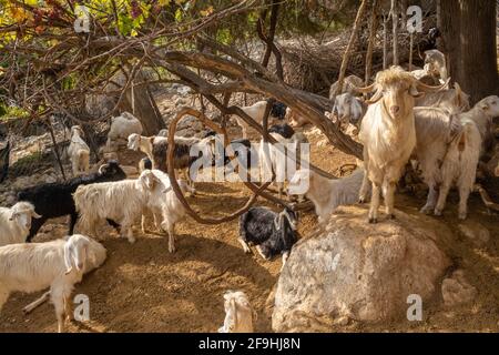 Mandria di capre domestiche in Turchia Foto Stock