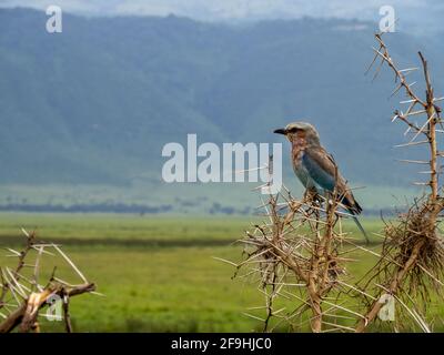 Cratere di Ngorongoro, Tanzania, Africa - 1 marzo 2020: Rullo tostato lilla sul ramo Foto Stock