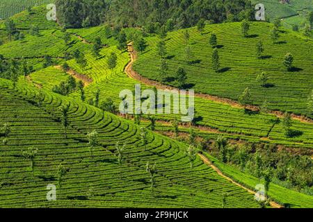 Bello fresco verde piantagioni di tè paesaggio a Munnar, Kerala, India Foto Stock