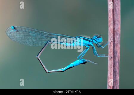 Macro shot di damselfly con zampe bianche (pennipi Platycnemis) isolato su sfondo sfocato. Profondità di campo poco profonda Foto Stock