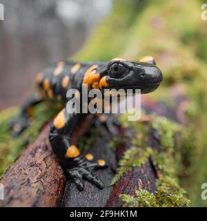 Primo piano macro-up frontale di Salamander fuoco (Salamandra salamandra) seduto sul ramo umido albero mussoso. Foresta sullo sfondo. Profondità superficiale di f Foto Stock