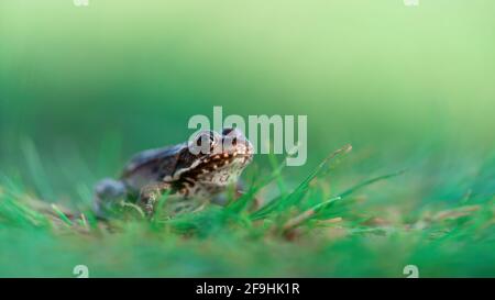 Macro shot laterale di rana di palude (Pelophylax ridibundus) seduta in erba verde. Isolato su sfondo sfocato Foto Stock