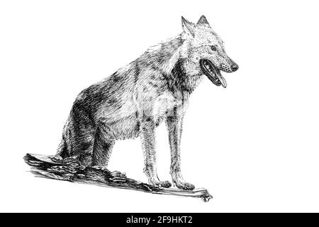 Disegnata a mano Wolf, disegna la grafica illustrazione in bianco e nero su sfondo bianco (originali, senza tastatura) Foto Stock