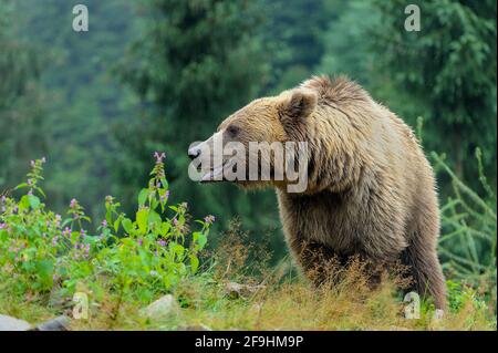 Orso bruno selvaggio (Ursus arctos) nella foresta. Animale selvatico . Foto Stock