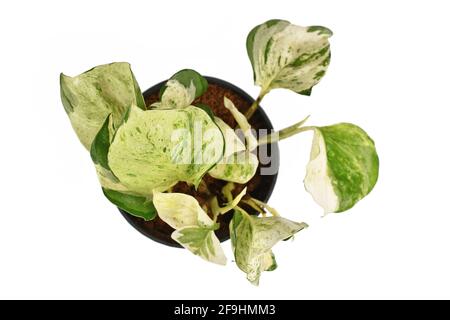 Vista dall'alto della piccola pianta tropicale di casa di pothos 'Epipremnum Aureum Manjula' isolato su sfondo bianco Foto Stock