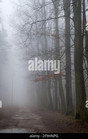 strada sporca in foresta di querce in giorno nebby Foto Stock