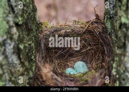 uova di blackbird closeup nel fuoco selettivo del nido Foto Stock