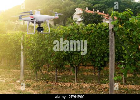 Drone agricolo vola sopra il vigneto. Concetto di agricoltura intelligente e di precisione Foto Stock