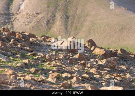 Montagne rocciose sabbiose del deserto della Giudea. Israele Foto Stock