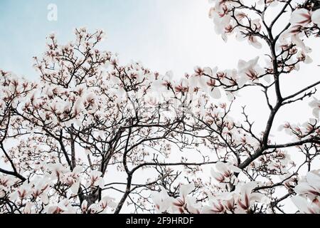 Magnolia x soulangiana (Saucer magnolia) fiorisce all'inizio della primavera Foto Stock