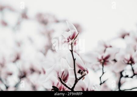 Magnolia x soulangiana (Saucer magnolia) fiorisce all'inizio della primavera Foto Stock