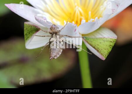 Gli insetti volanti hanno gambe affilate, simili a un gancio. Bloccato sui petali di loto e rifiutato di cadere, inducendosi a morire. Foto Stock