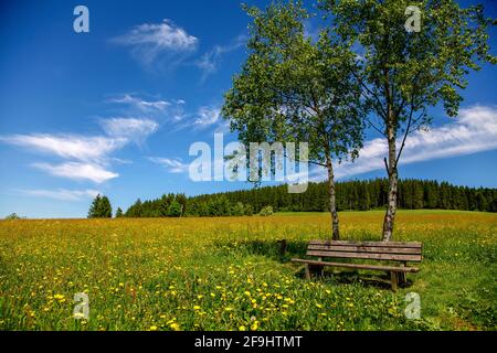 Panchina solitaria in un prato primaverile nello Schwarzwald, Germania Foto Stock