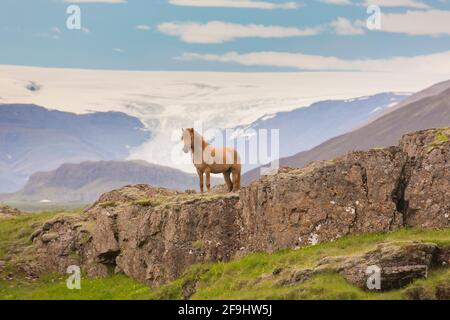 Cavallo islandese. Stallone adulto di castagno in piedi su una roccia con un ghiacciaio sullo sfondo. Islanda Foto Stock