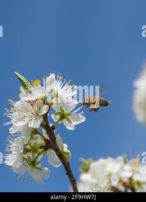 Ape di miele e fiore di Damson. Foto Stock