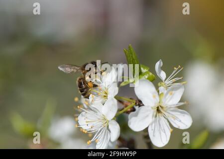 Ape di miele e fiore di Damson. Foto Stock