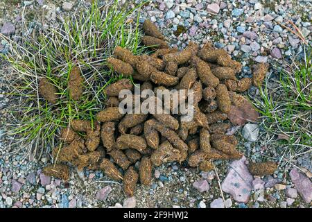 Nero Grouse (Tetrao tetrix, Lyricurus tetrix), gocciolamenti. Svezia Foto Stock