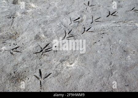 Airone grigio (Ardea cinera). Impronte sulla riva di uno stagno. Germania Foto Stock