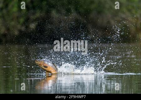 Carpa a specchio, carpa europea (Cyprinus carpio), salendo. Germania Foto Stock