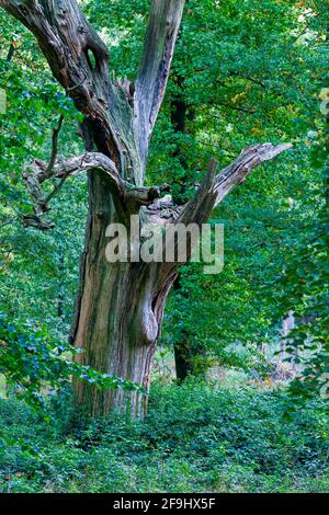 Quercia pedunculate, quercia inglese (Quercus robur). Vecchio albero morto nella foresta. Schleswig-Holstein, Germania Foto Stock