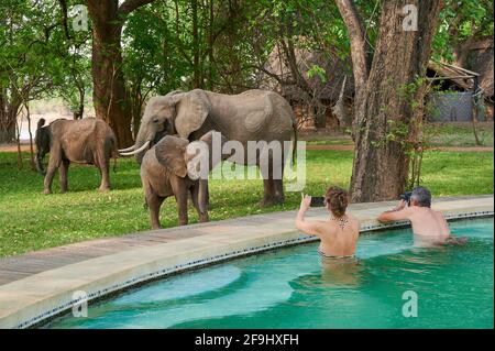 Turisti che guardano e scattano foto di elefanti africani (Loxodonta africana) dalla piscina del campo di Nkwali, del Parco Nazionale di Luangwa Sud, di Mfuwe, dello Zambia, Africa Foto Stock