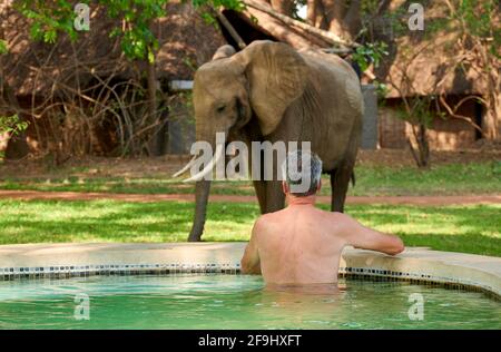 Turista che guarda l'elefante africano (Loxodonta africana) dalla piscina di Nkwali Camp, South Luangwa National Park, Mfuwe, Zambia, Africa Foto Stock