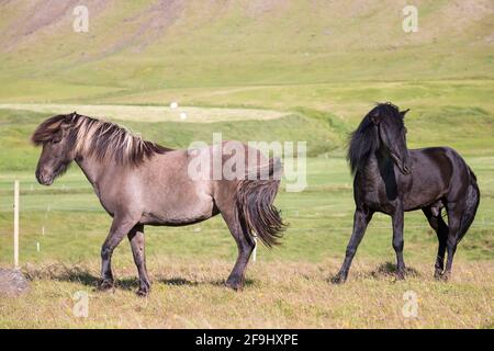 Cavallo islandese. Campi di stallone nero a dun mare. Lo rifiuta. Islanda Foto Stock