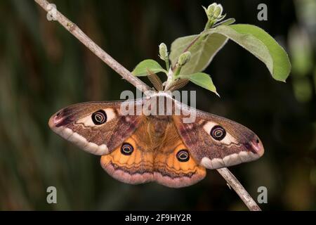 Piccolo imperatore Moth (Saturnia pavonia). Maschio su un perno. Germania Foto Stock