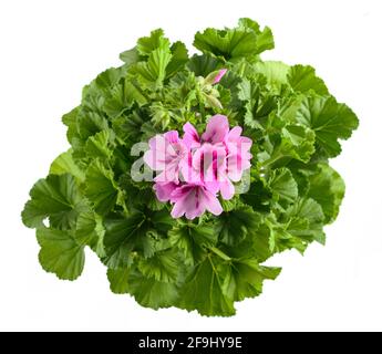 Geranio pianta con fiori isolati su sfondo bianco Foto Stock