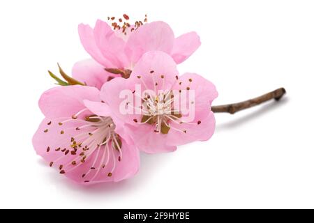 Fiori di pesca isolati su sfondo bianco Foto Stock