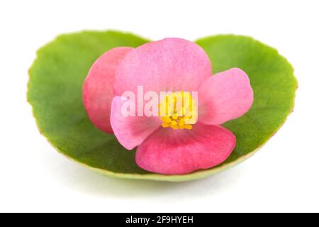 Fiore rosa begonia isolato su sfondo bianco Foto Stock