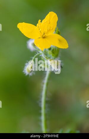 Maggiore celandine su sfondo sfocato Foto Stock