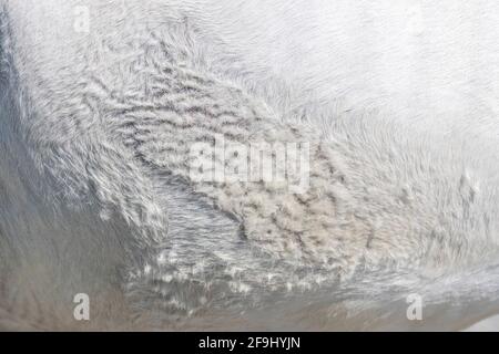Cavallo domestico. Pony vecchio che soffre dalla sindrome di Cushings. Primo piano del rivestimento. Germania Foto Stock