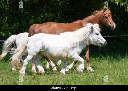 Cavallo domestico. Vecchio pony che soffre di Cushings sindrome con altri cavalli su un pascolo. Germania Foto Stock