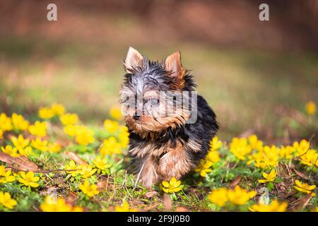 Yorkshire Terrier. Cucciolo che corre su un prato con Aconite invernale fiorente. Germania Foto Stock